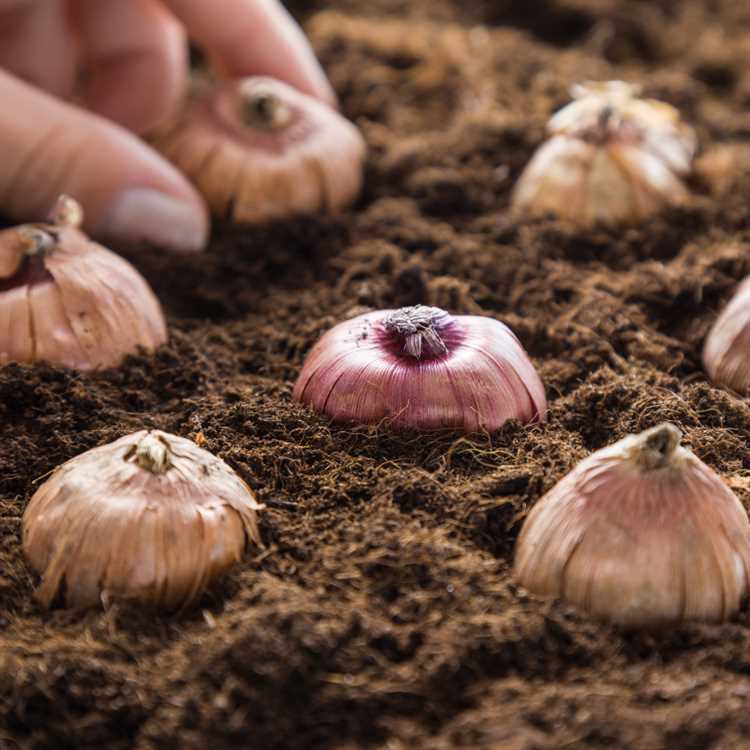 Как обеспечить гладиолусам правильный уход после посадки