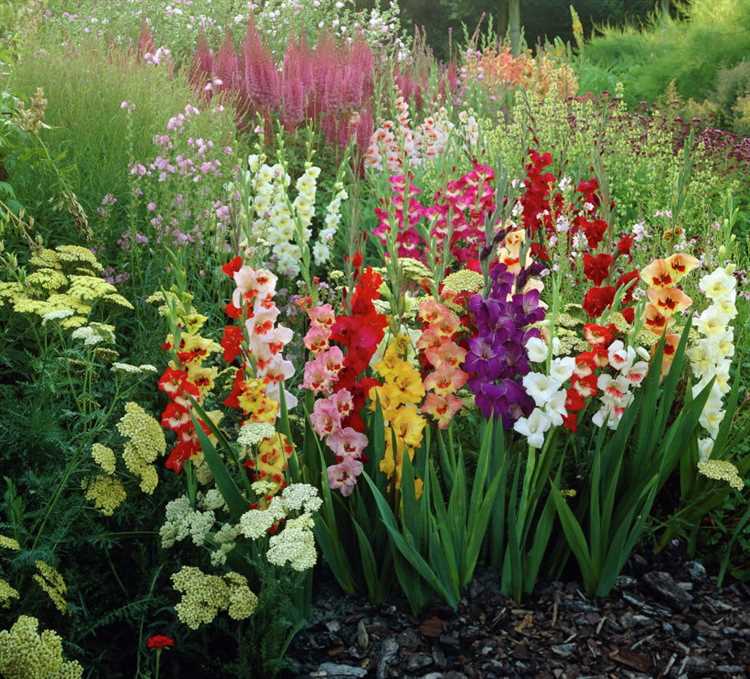 Как избежать распространенных ошибок при посадке гладиолусов