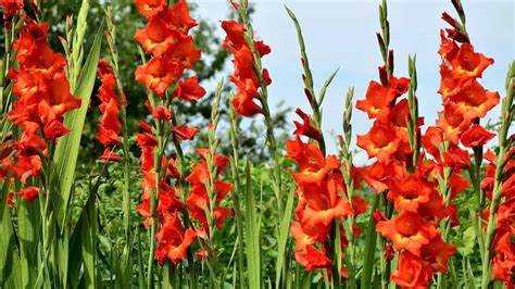 Как красиво посадить гладиолусы на участке