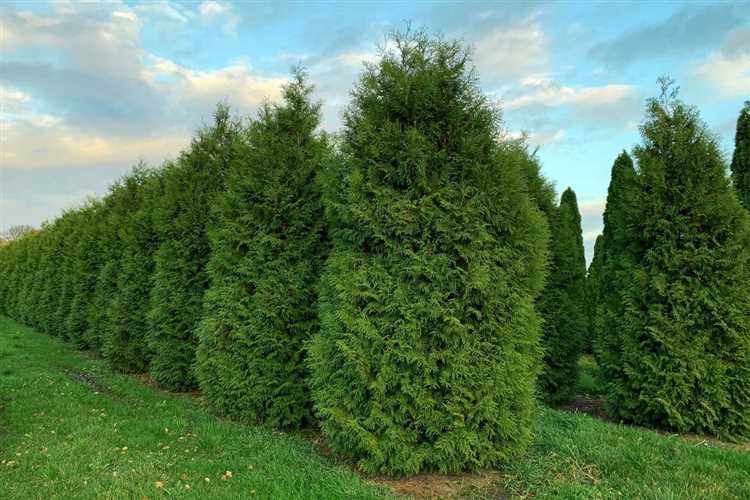 Определение минимального расстояния между туями и постройками