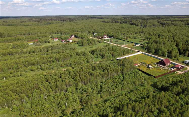 Как подать заявку на аренду или выкуп лесного участка без конкуренции