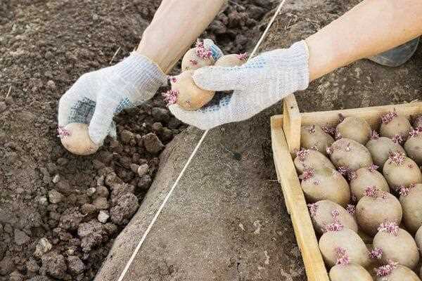 На какую глубину и с каким интервалом сажать картофель