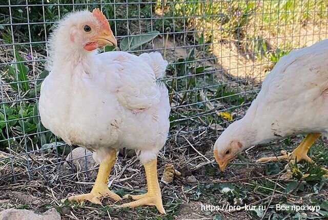 Риски заболеваний и меры профилактики в разных системах содержания