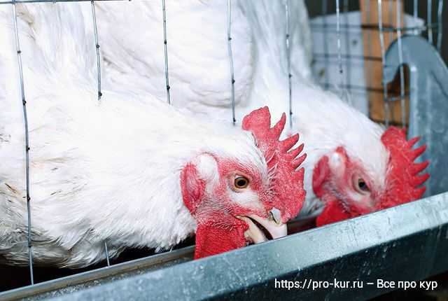 Сравнение затрат на подстилку и уборку при разных системах содержания