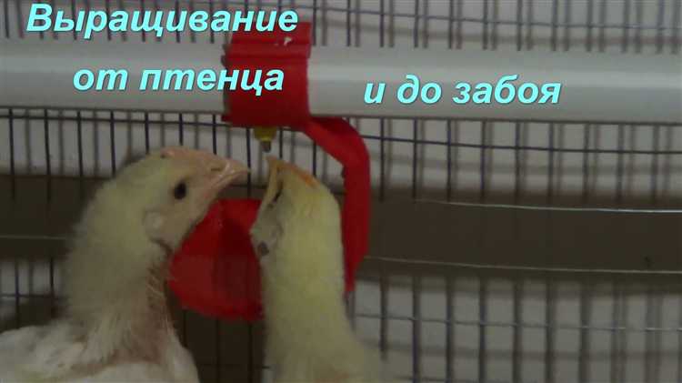 Особенности кормления при напольном и клеточном содержании