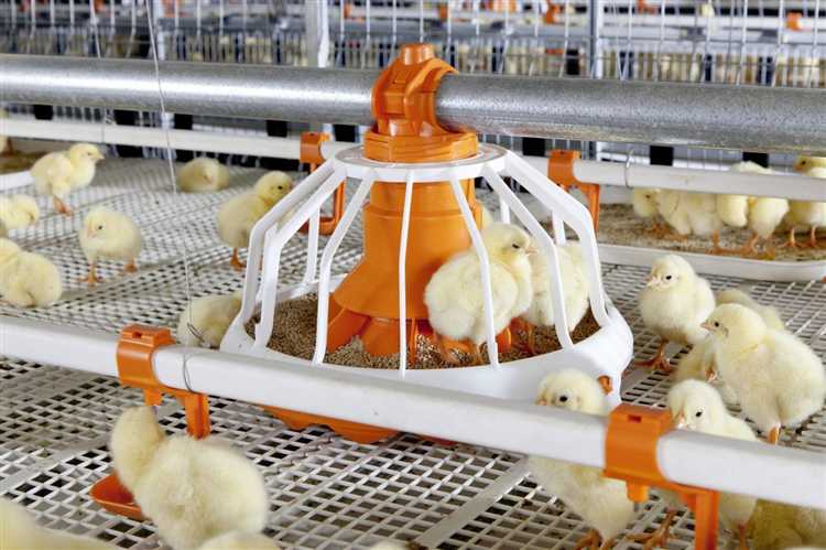 Выбор оборудования для клеточного выращивания бройлеров