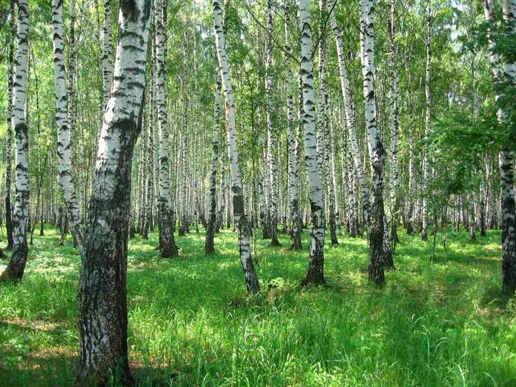 Где купить или заказать устройство для сбора березового сока