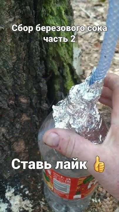 Как выбрать устройство для сбора сока под свои нужды