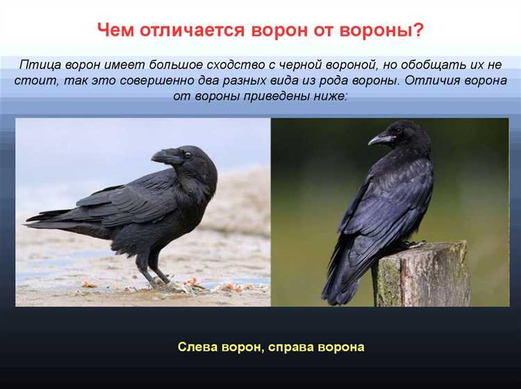 Зачем вороны выбирают электрические провода как место для отдыха