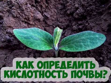 Как провести тест с лакмусовой бумагой для определения кислотности