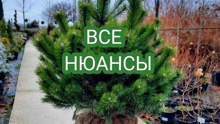 Отсутствие роста в течение первого вегетационного периода