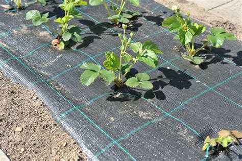 Подготовка почвы перед укладкой агроволокна