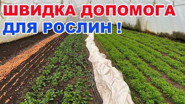 Как избежать проблем с вентиляцией и солнечным светом под агроволокном