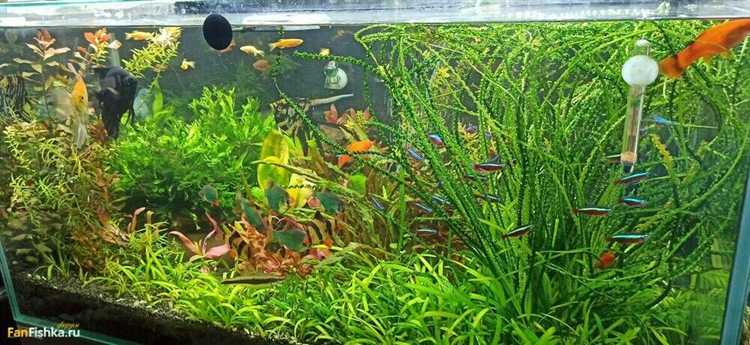 Какие типы полов выдерживают большой вес аквариума