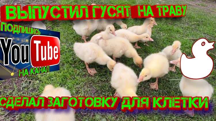 Инструменты, необходимые для постройки клетки