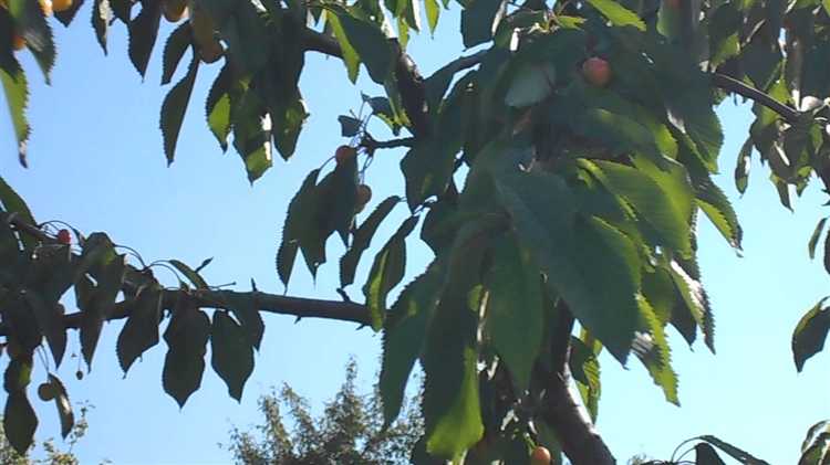 Подвеска звуковых отпугивателей для защиты черешни