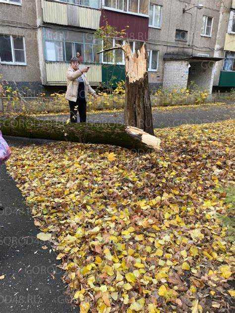 Как срубить дерево профессионально не повредив крышу
