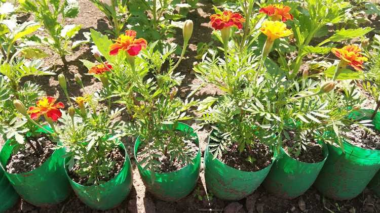 Выбор типа пластикового бордюра в зависимости от формы клумбы