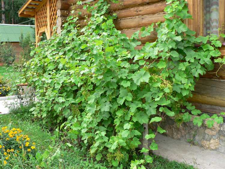 Удаление пасынков: сроки и техника