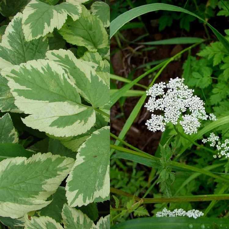 Практическое использование и выращивание сныти в саду