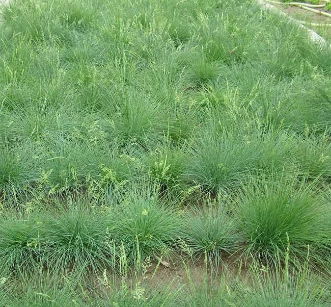 Особенности сбора и времени цветения сныти