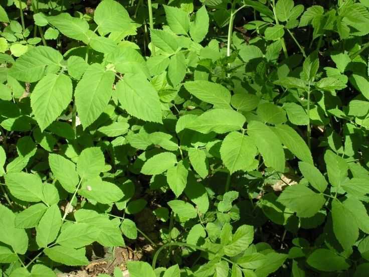 Как определить сныть на фото среди других растений