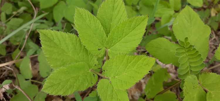 Среда и климатические условия для роста сныти