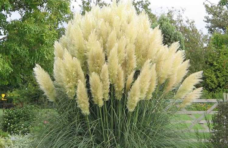 Подготовка почвы и выбор места для посадки пампасной травы