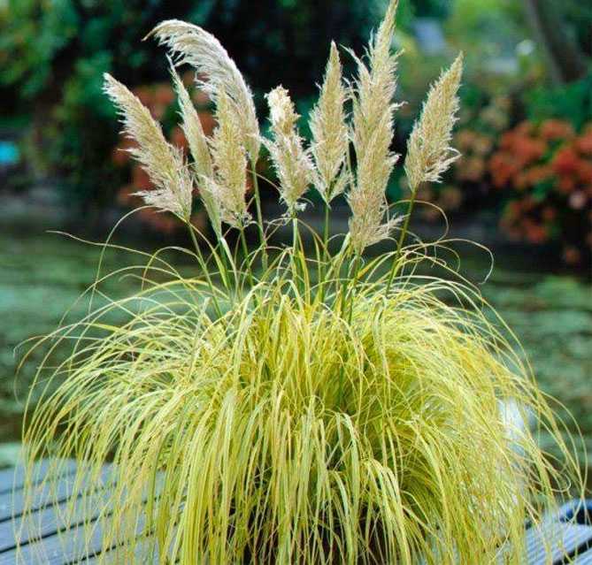 Защита пампасной травы от заморозков и зимовка в Подмосковье