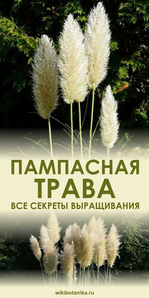 Как вырастить пампасную траву в подмосковье Как вырастить пампасную траву в подмосковье