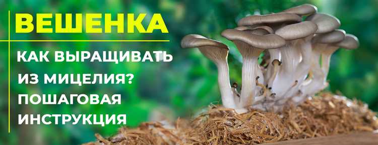 Сбор урожая: признаки зрелости и правила срезки вешенок