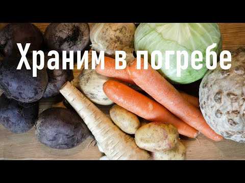 Какие овощи лучше всего хранятся в теплом подвале