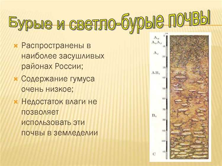 Песчаная почва: как её улучшить для растений?