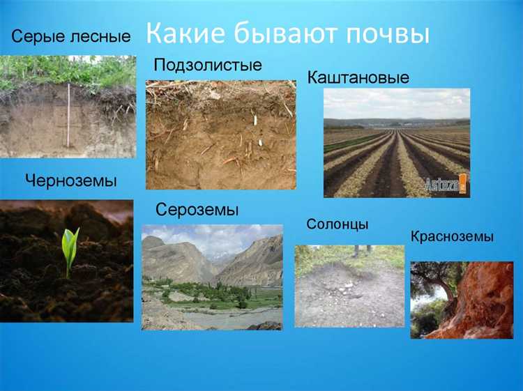 Торфяная почва: где она встречается и для чего полезна?