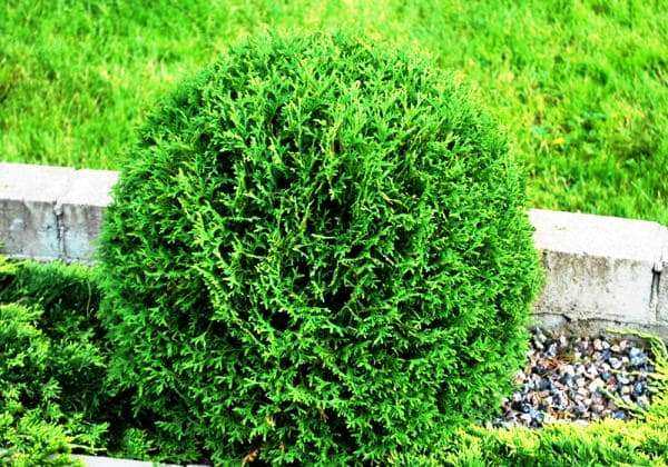 Разновидности туи с медленным ростом для небольших участков