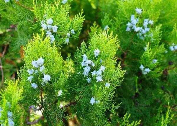 Чем отличаются шаровидные туи по высоте и диаметру кроны