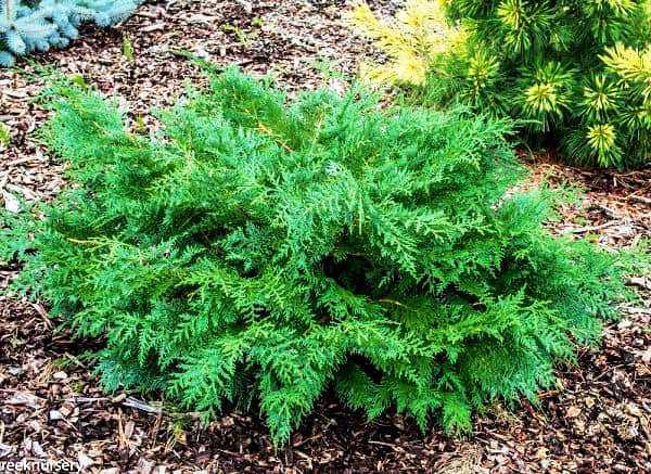 Как выбрать туи с плотной кроной для создания густых композиций