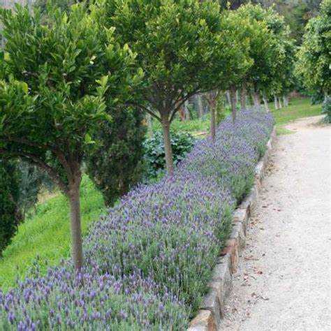 Деревья, которые не повреждают фундамент и коммуникации