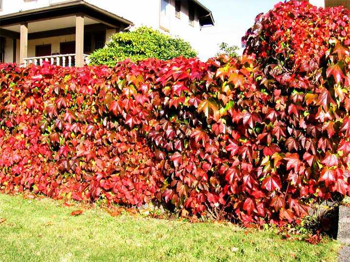 Высокие деревья с узкой кроной для ограниченного пространства