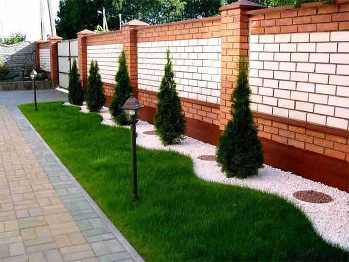 Какие деревья посадить на участке вдоль забора Какие деревья посадить на участке вдоль забора