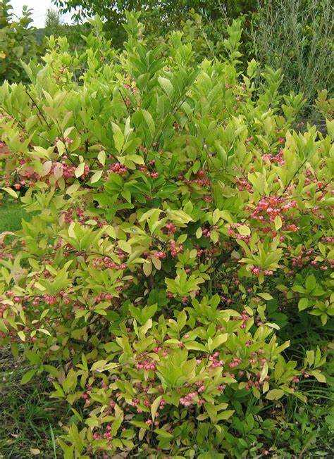 Плодовые кустарники, не нуждающиеся в опрыскивании