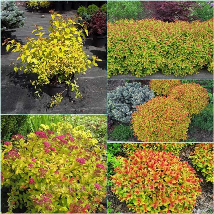 Кустарники для тенистых уголков участка