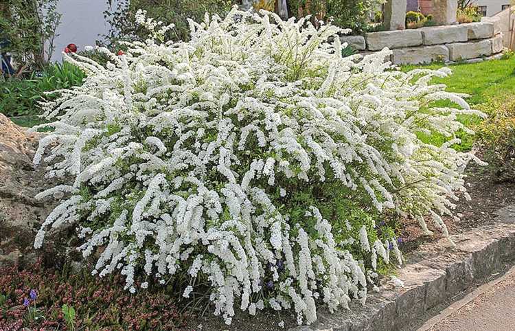 Какие кустарники неприхотливые посадить на участке