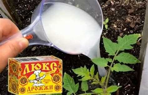 Подходит ли дрожжевая подкормка для томатов и когда её вносить