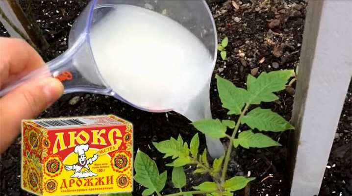 Можно ли подкармливать огурцы дрожжами и как это влияет на завязь