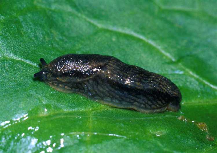 Можно ли использовать декоративные растения для защиты от слизней