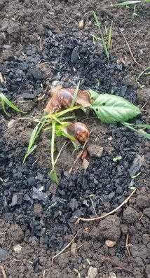 Как правильно размещать растения-репелленты в огороде