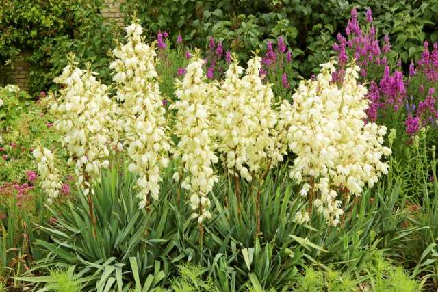 Ошибки при выборе культур, которые кажутся устойчивыми к слизням