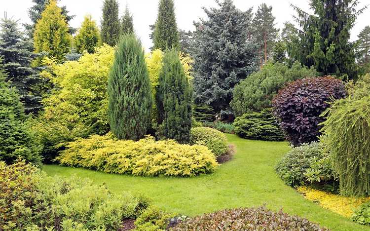 Оптимальные расстояния между хвойными деревьями на участке