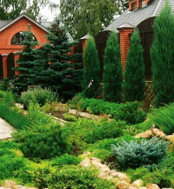 Как выбрать хвойные породы в зависимости от климата и почвы